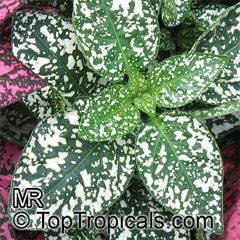 هیپوستس فیلوستاچیا